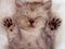 12 Cute Kitten GIF’s That Prove Kittens R U L E!!!
