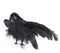 Group of 6 Flying Black Crow Birds for Halloween Decor and Costumes by Factory Direct Craft