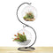 SunGrow 2 Glass Plant Terrarium Globes with Metal Stand - 13” Tall Black S-Hook Plant Stand from Includes Pair of 4.7” Crystal Clear Glass Vivariums - Opening of 2.4” for Small Air Plants & Cactus
