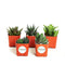 Shop Succulents 5 Different Aloe Plants Easy To Grow and Hard To Kill in 2" Pots