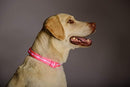 Blazin' Safety LED Dog Collar – USB Rechargeable with Water Resistant Flashing Light