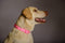 Blazin' Safety LED Dog Collar – USB Rechargeable with Water Resistant Flashing Light