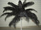 Ostrich Deluxe Formal BLACK- Feather Plume 20-26" Long-10 Pcs.- by Six Star Sales for Eiffel Tower Vase