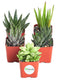 Shop Succulents 5 Different Aloe Plants Easy To Grow and Hard To Kill in 2" Pots